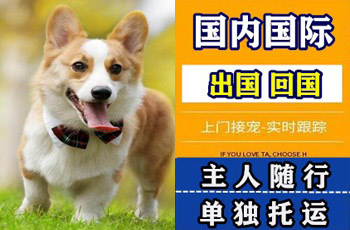上饶市宠物托运公司上饶市宠物托运公司上饶市宠物托运公司