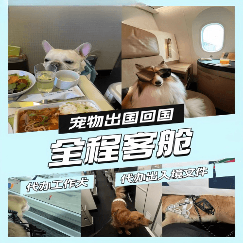 上饶市宠物托运到白俄罗斯宠物入境规定和要求